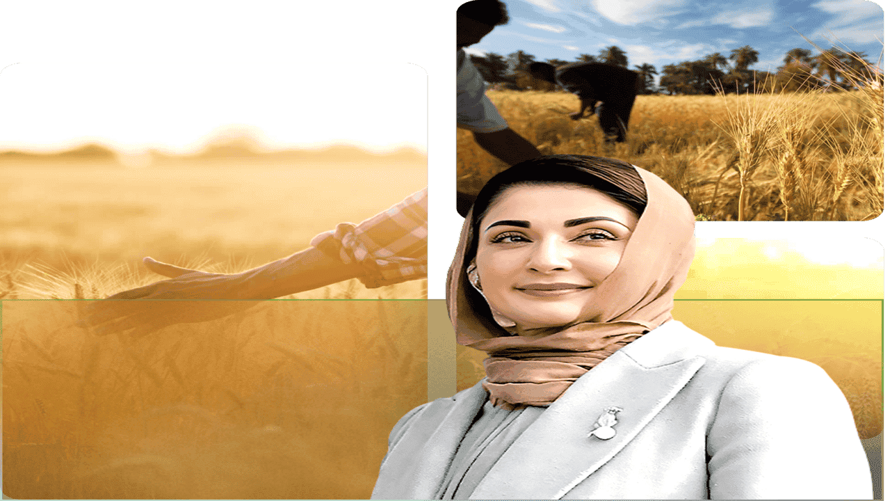 Wheat Support Program 2025